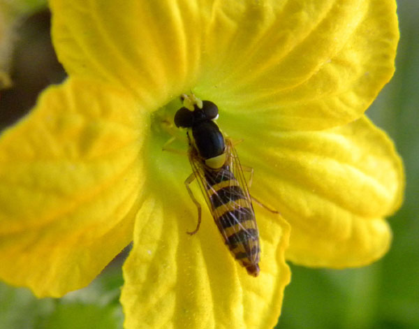 Identificazione Ditteri